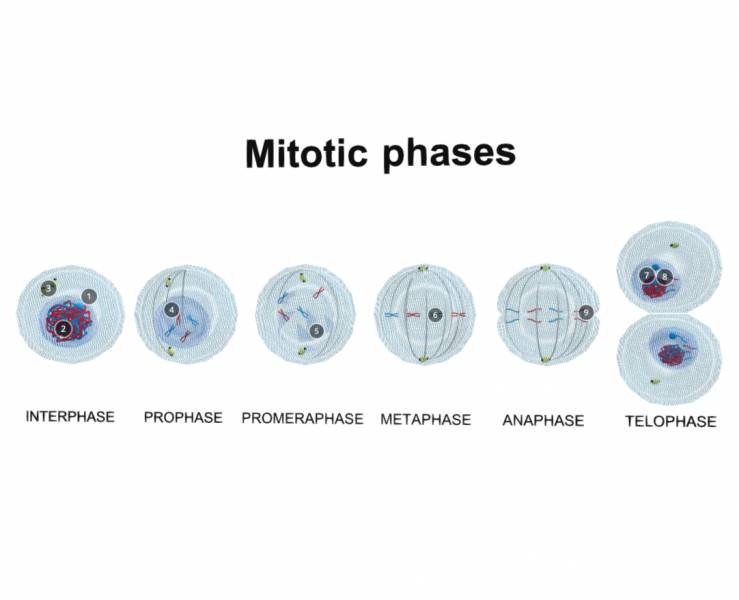 Mitosis stages. cell division