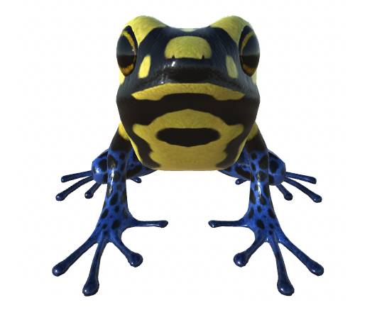 Brazilian Frog by KenChoo