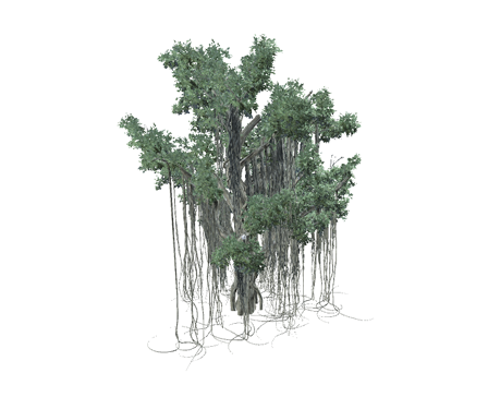 Chinese Banyan (Ficus Microcarpa) by Valery.Li