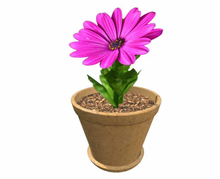 Flower in a pot