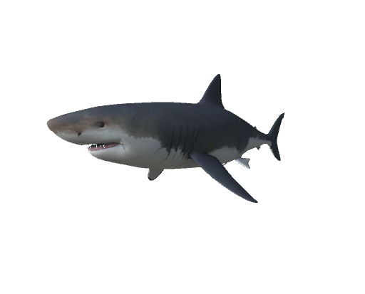 Otodus Megalodon by  CanYuTsai