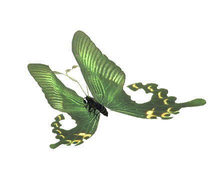 Green butterfly by Liviuflow