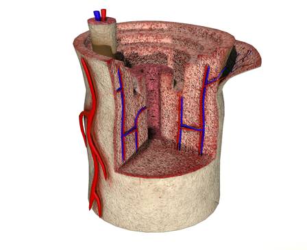 Костная ткань человека