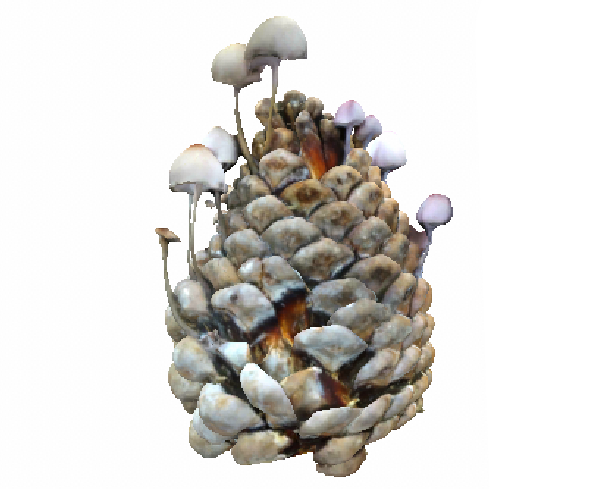 Pine Cone with Fungi