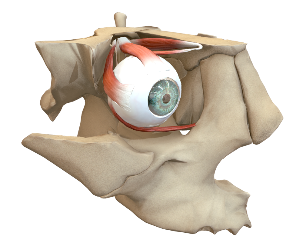 The extraocular muscles