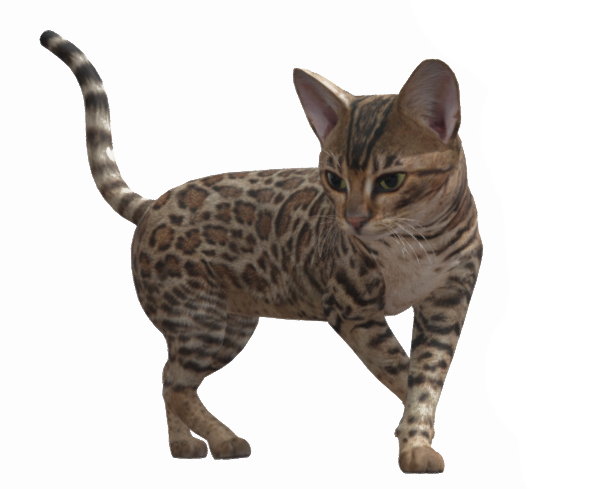 Animated Bengal Cat