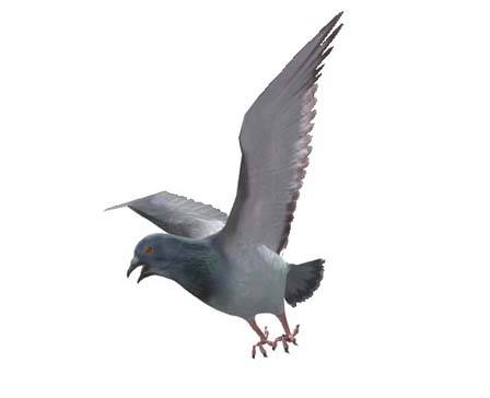 Pigeon by Nyilonelycompany