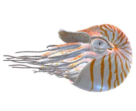 Chambered Nautilus