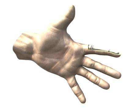 Human finger structure