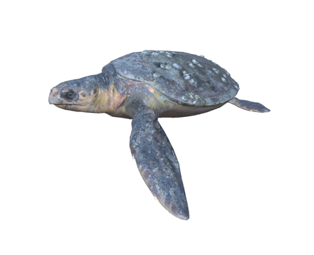 Loggerhead sea turtle by DigitalLife3D