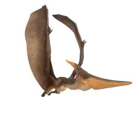 Pteranodon Longiceps by Kyan0s