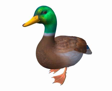 Duck_Walk by Nyilonelycompany