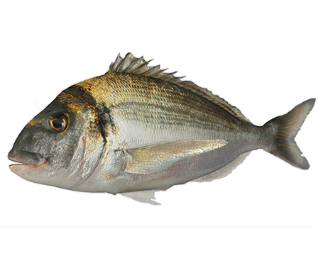 Bream Fish ( Dorade Royale)