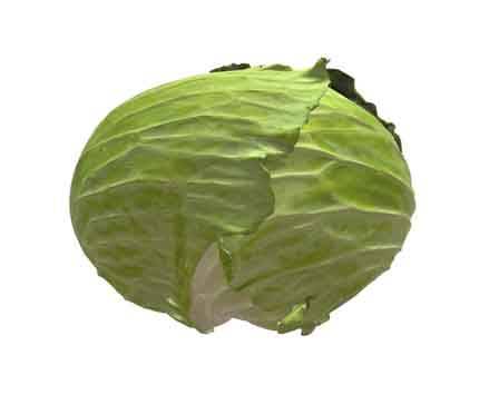 Cabbage by Yu