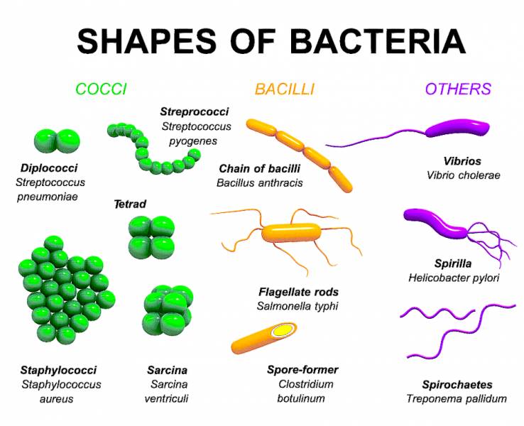Shapes of bacteria
