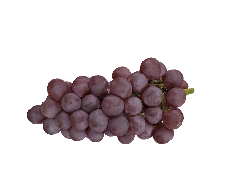 Grape "King Delaware" by masanaga