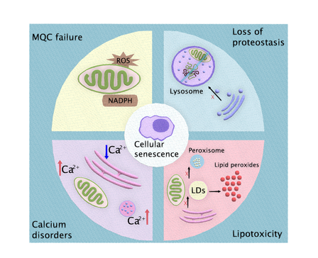 Organelle Interactions