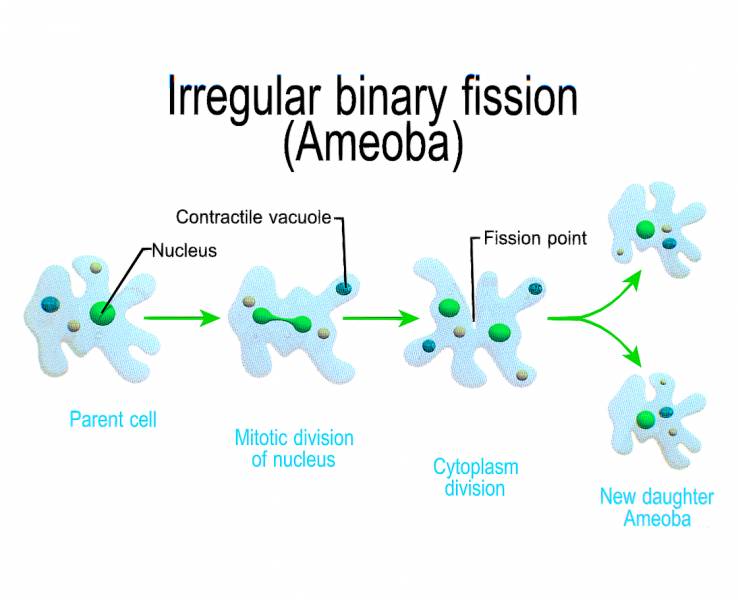 Irregular binary fission