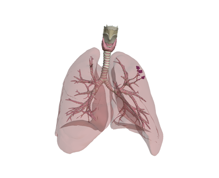 Anatomy of the airways by E-learning UMCG