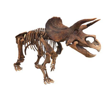 "Animated triceratops skeleton" by Zacxophone