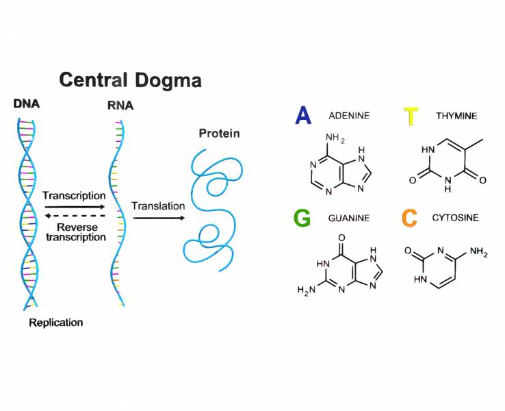 Central Dogma
