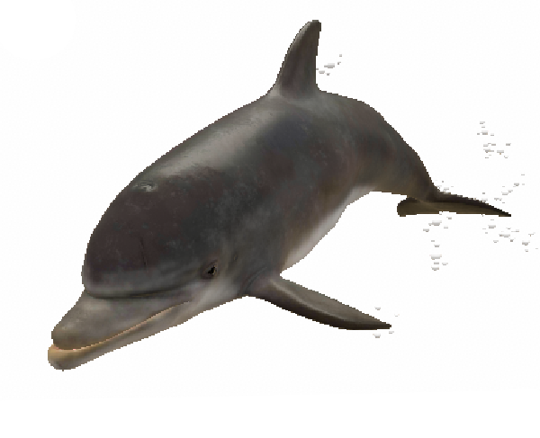 Dolphin
