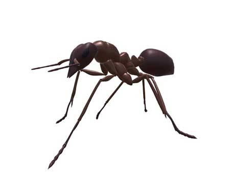 Մրջյուն / ըստ RE