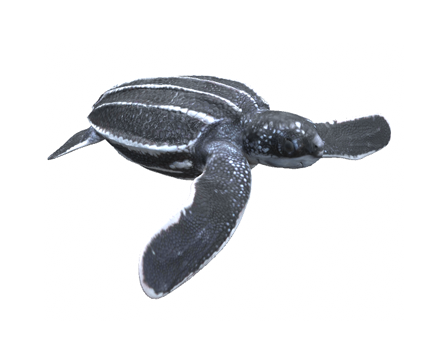 Juvenile Leatherback Sea Turtle by DigitalLife3D
