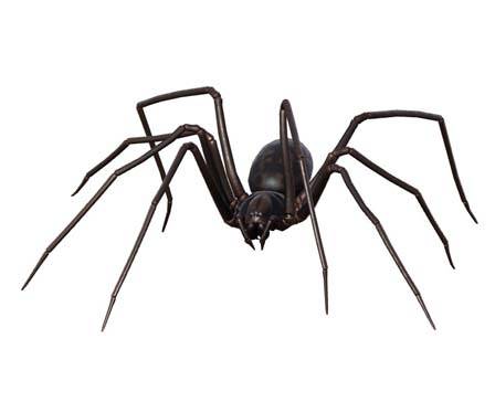 Սարդ - Eratigena Atrica