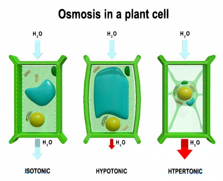 Osmosis in a plant cell