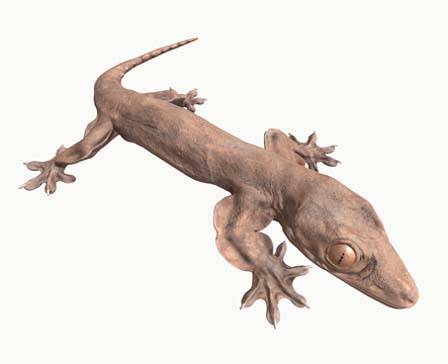 Lupersaurus macgregori by DigitalLife3D