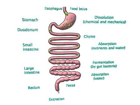 Digestion
