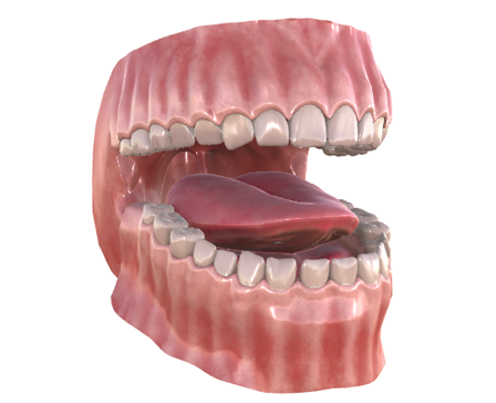 Стоматологическая анатомическая модель с деснами, зубами и языком
