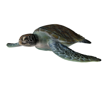 Turttle by Nyilonelycompany