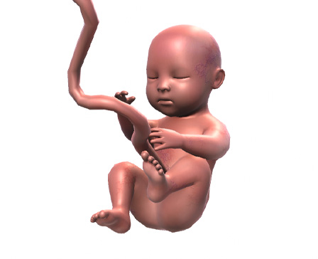 Human Fetus/ Stages of fetal development