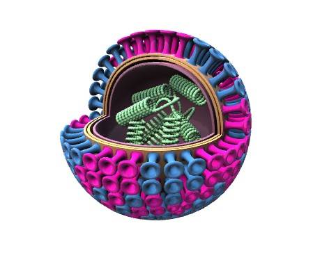 Influenza (Flu virus)