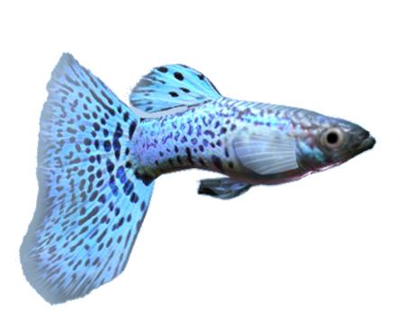 Guppy Fish