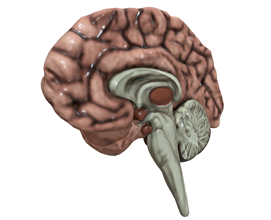 Cerebellum