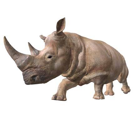 Animated Rhinoceros by LasquetiSpice