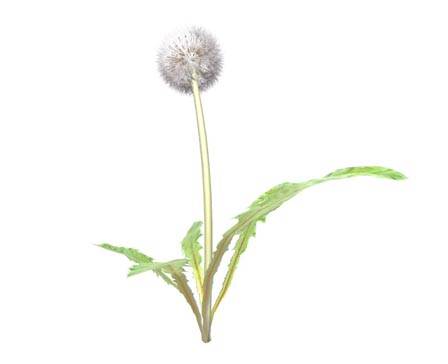 Dandelion in the Wind by Zacxophone