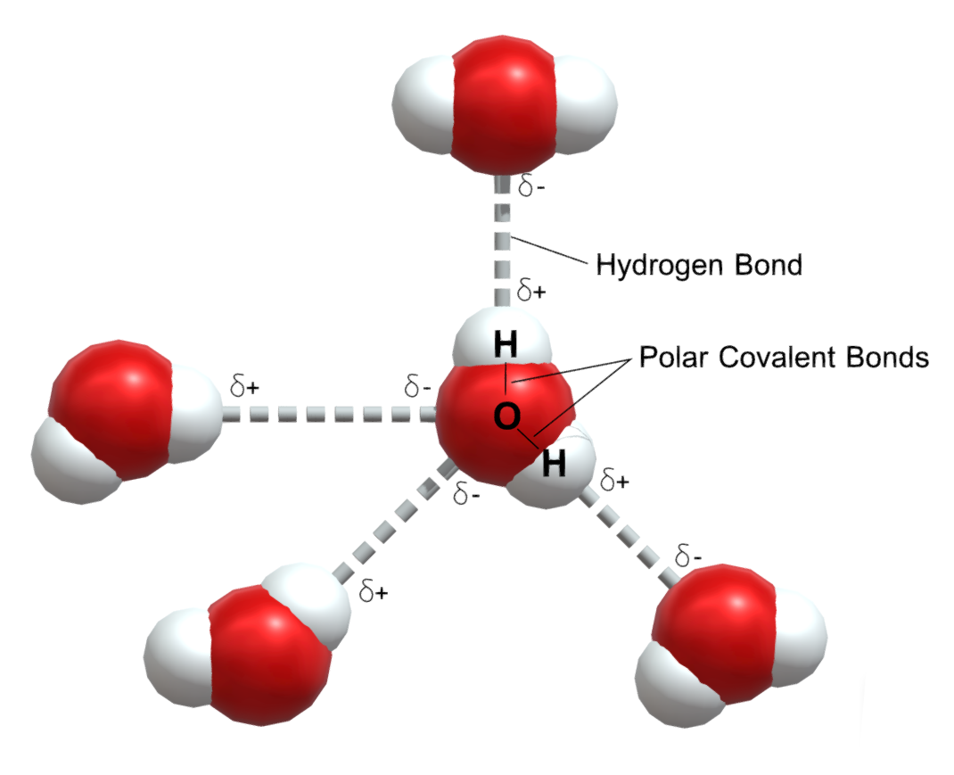 The polarity of water