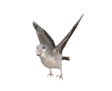 Sparrow by Nyilonelycompany