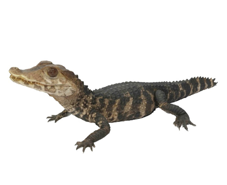 Cuvier's Dwarf Caiman by DigitalLife3D