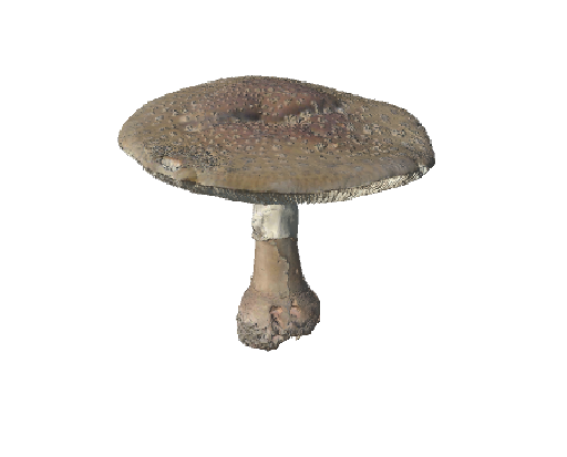 Amanita rubescens by  Vincent Lagardère