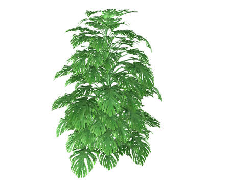 XfrogPlants Swiss Cheese Plant - Monsterra Deliciosa modelby xfrog