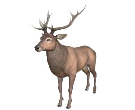 Red Deer animations by RedDeer