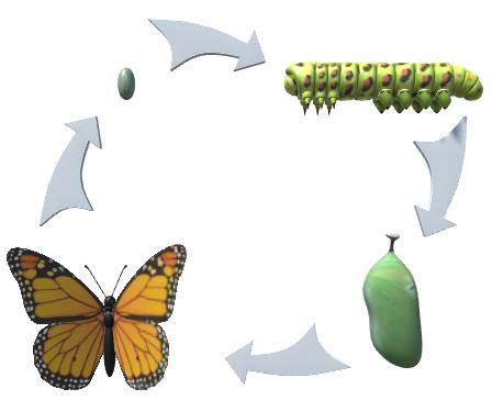 Life cycle of a butterfly
