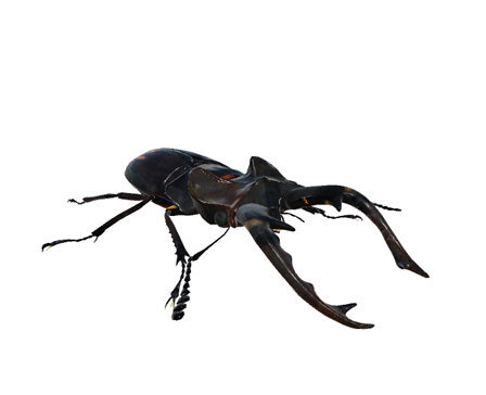 Miyama stag beetle by Nyilonelycompany