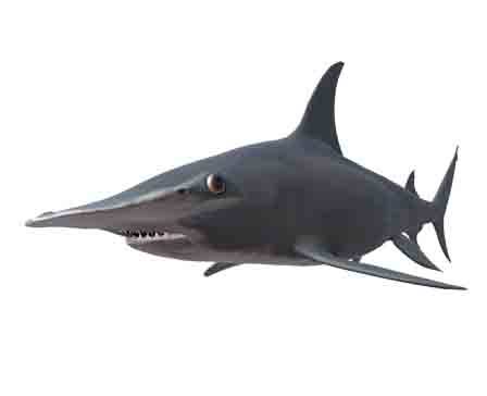 Great Hammerhead Shark by DigitalLife3D