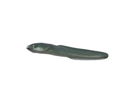 American Eel by DigitalLife3D